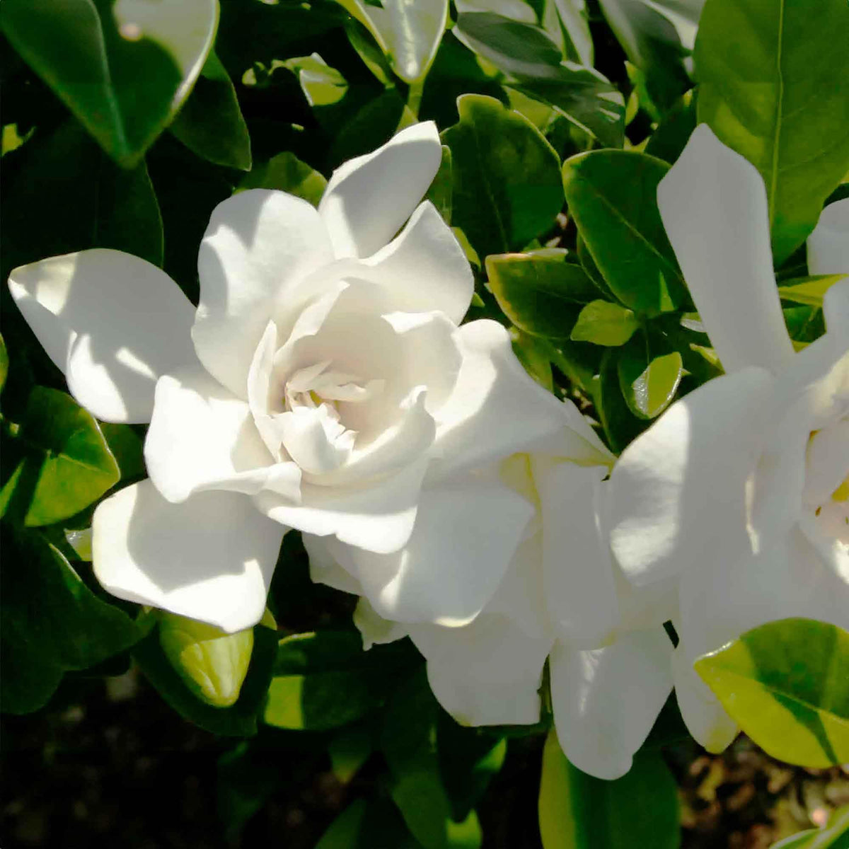 Gardenia Live Plant 1 Gallon E724137