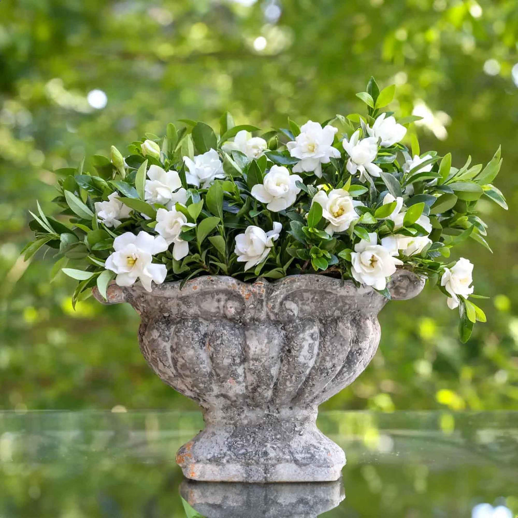 Gardenia Live Plant 1 Gallon E724137