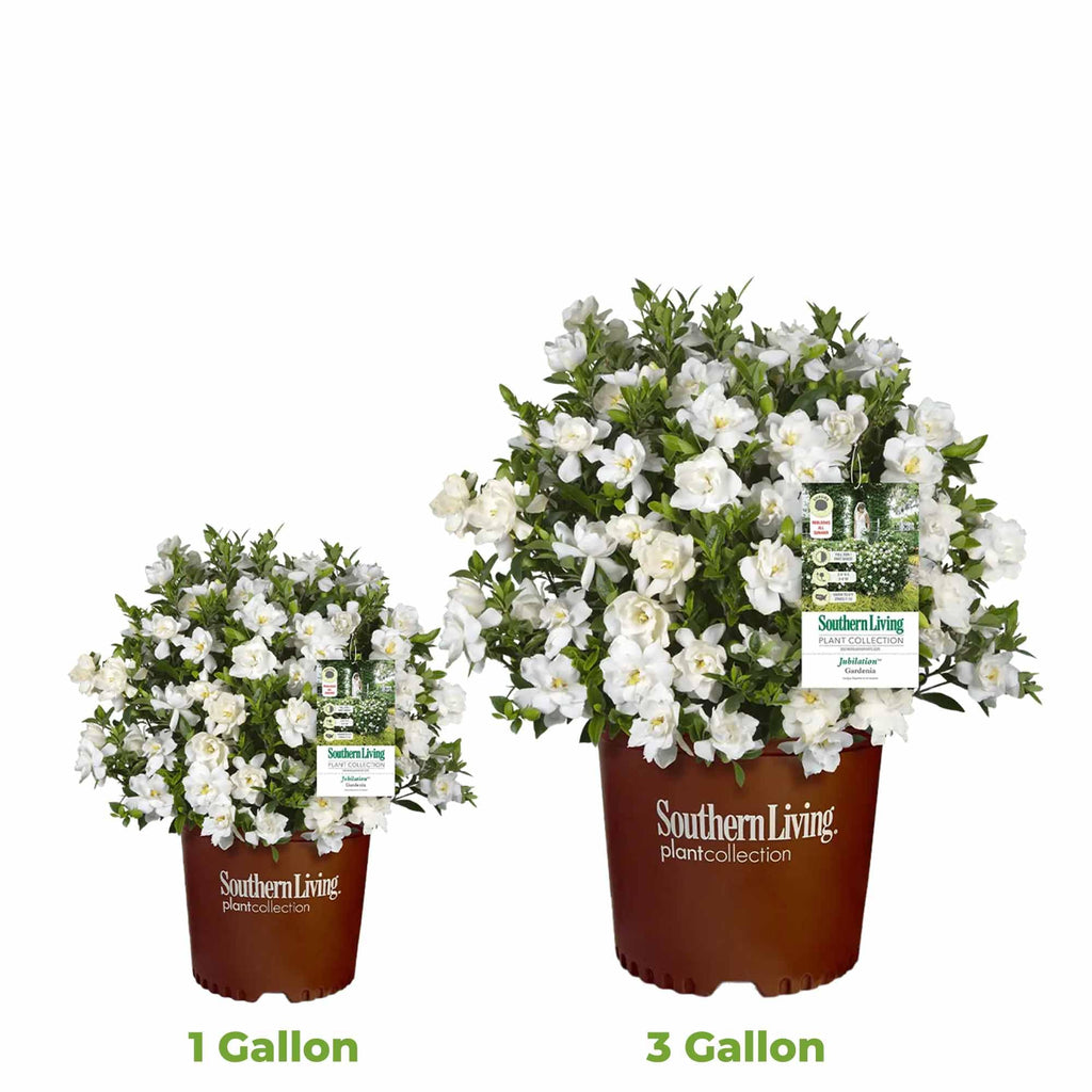 Gardenia Live Plant 1 Gallon E724137