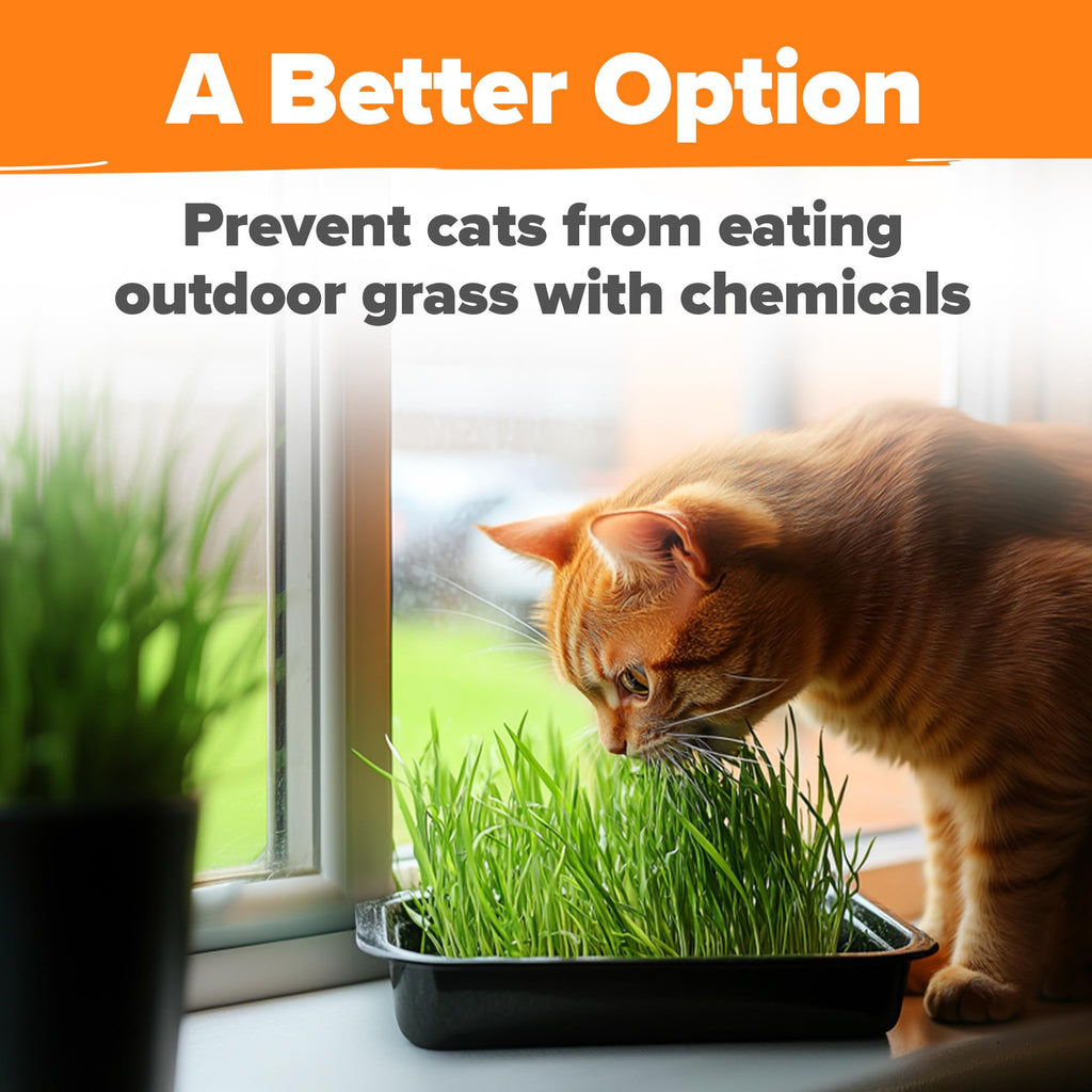 Organic Cat Grass Seeds 8oz Oat & Barley R795978