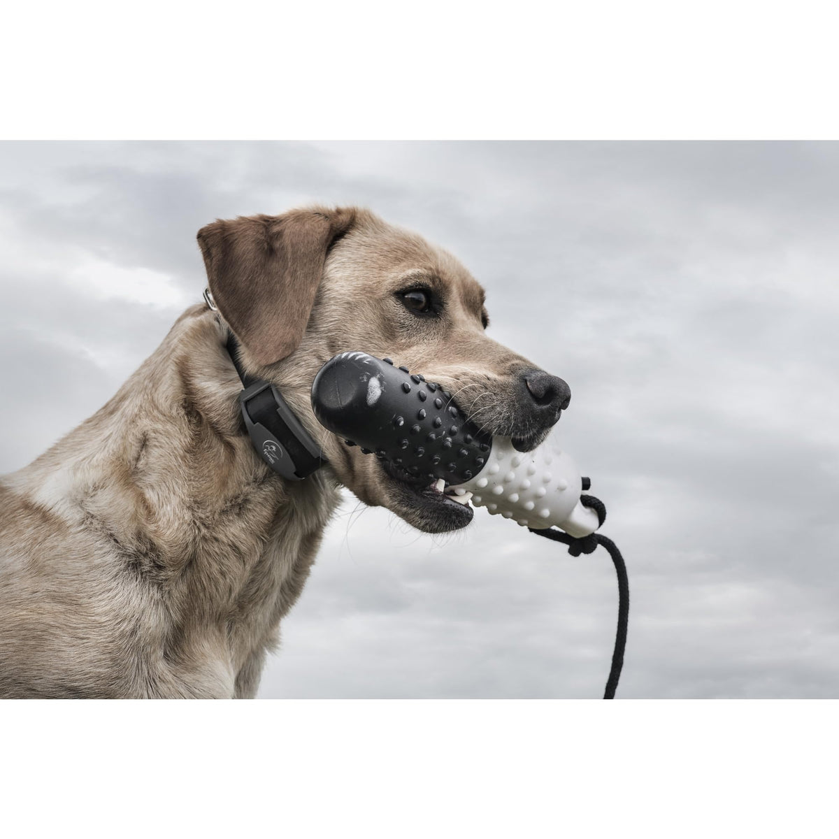 Waterproof Remote Trainer C541471