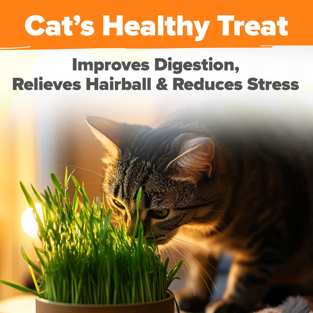 Organic Cat Grass Seeds 8oz Oat & Barley R795978