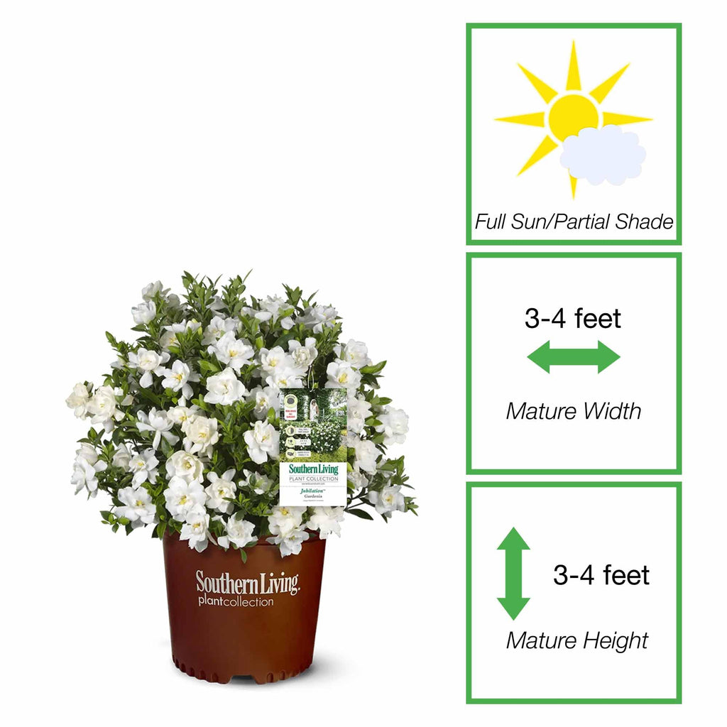 Gardenia Live Plant 1 Gallon E724137