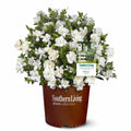 Gardenia Live Plant 1 Gallon E724137
