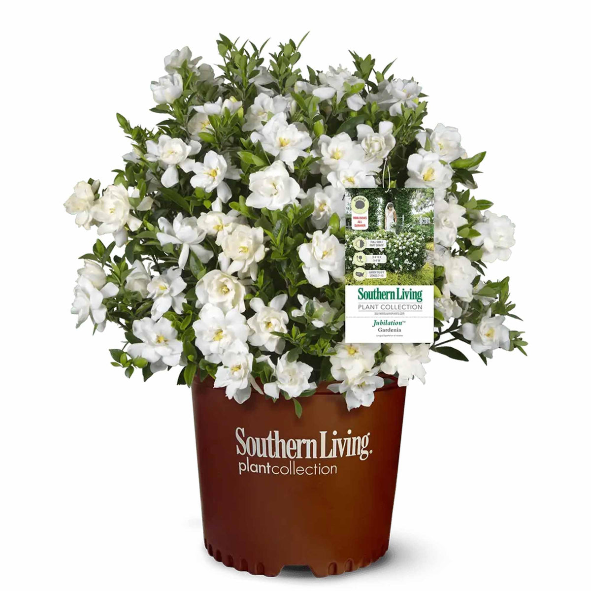 Gardenia Live Plant 1 Gallon E724137
