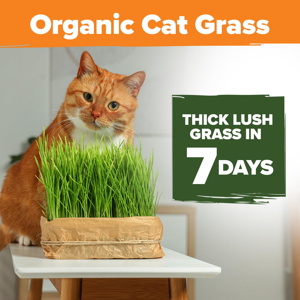 Organic Cat Grass Seeds 8oz Oat & Barley R795978