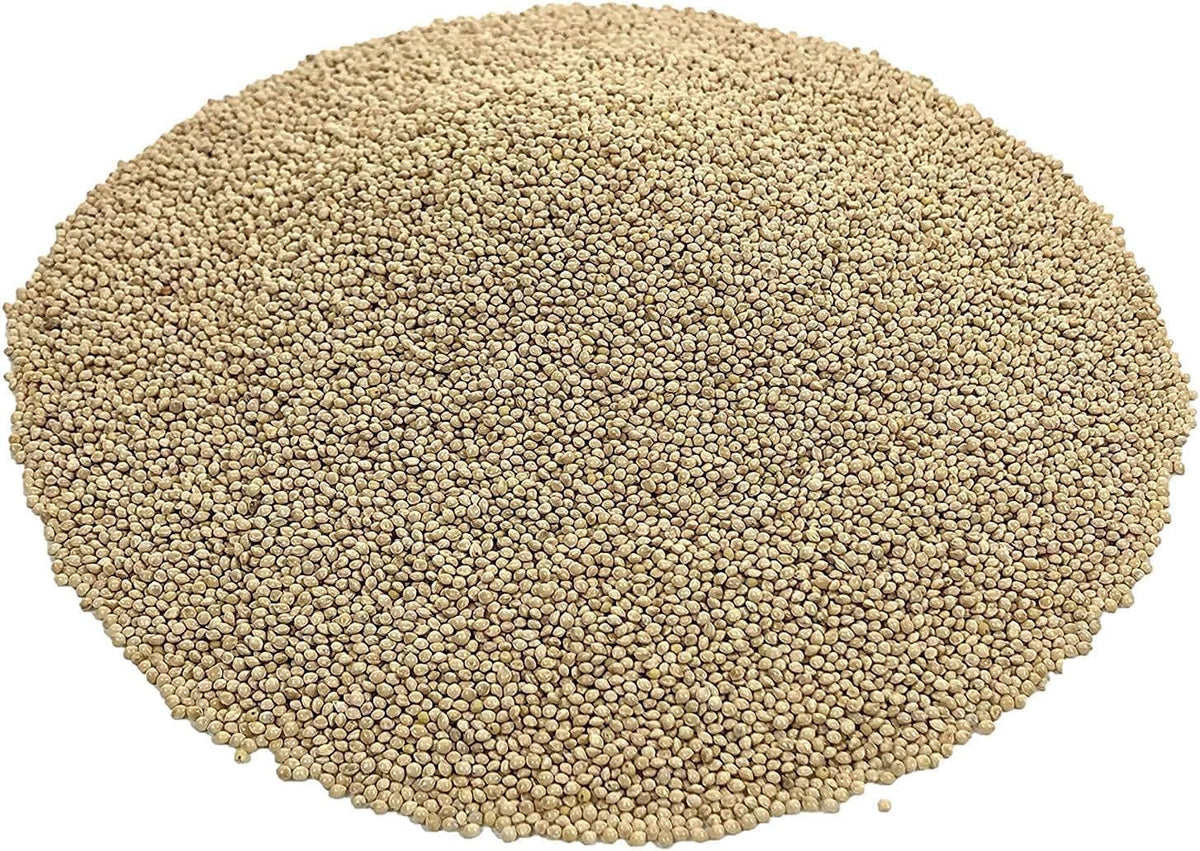 White Millet Proso Seeds 20 Pounds Z2404